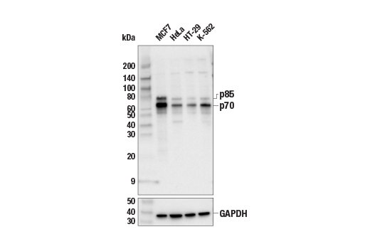 Western Blotting Image 2: p70 S6 Kinase (49D7) Rabbit Monoclonal Antibody (Biotinylated)