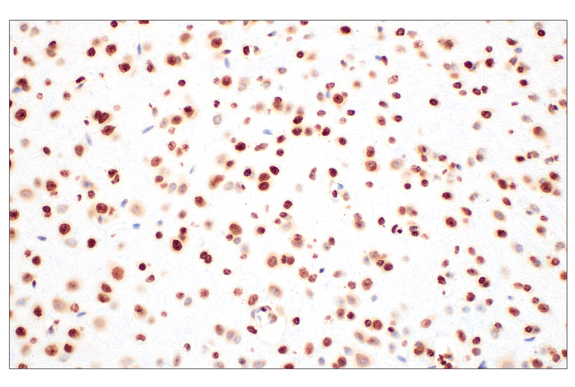 Immunohistochemistry Image 4: Histone H3 (D1H2) Rabbit Monoclonal Antibody (BSA and Azide Free)
