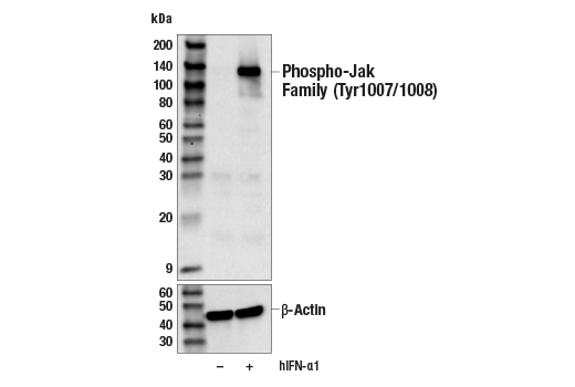 Western Blotting Image 2: Phospho-Jak Family (Tyr1007/1008) (E9E4O) Rabbit Monoclonal Antibody