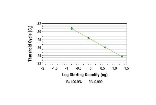 Chromatin Immunoprecipitation Image 2: SimpleChIP<sup>®</sup> Human RUNX2 Promoter Primers
