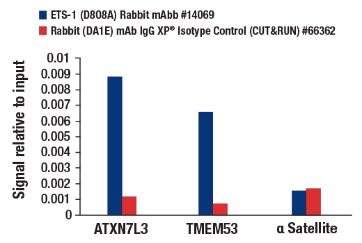 CUT & RUN Image 3: ETS-1 (D8O8A) Rabbit Monoclonal Antibody