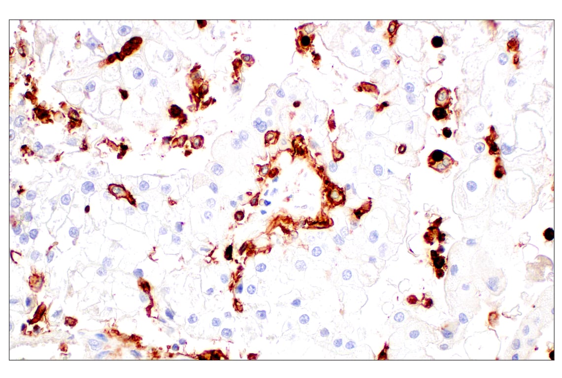 Immunohistochemistry Image 5: CD11b/ITGAM (E3J2F) Rabbit Monoclonal Antibody