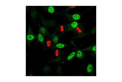 Immunofluorescence Image 1: Phospho-cdc2 (Tyr15) (10A11) Rabbit Monoclonal Antibody (BSA and Azide Free)
