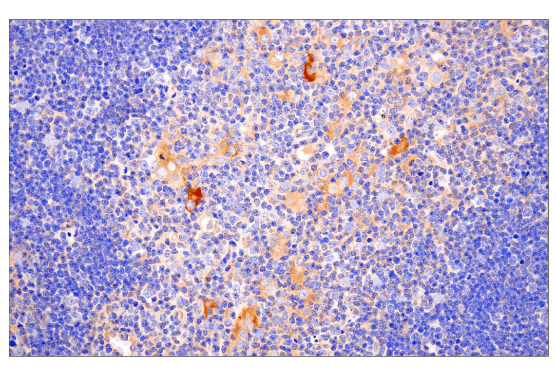 Immunohistochemistry Image 9: Numb (F2P3P) Rabbit Monoclonal Antibody