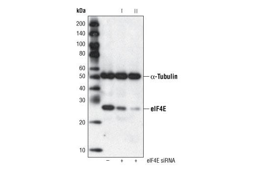 Western Blotting Image 2: eIF4E (C46H6) Rabbit Monoclonal Antibody (Biotinylated)