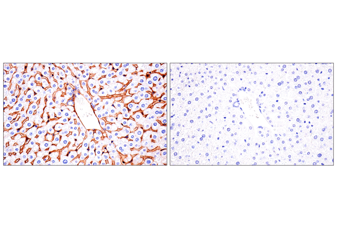 undefined Image 38: Mouse Reactive Exosome Marker Antibody Sampler Kit