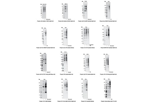undefined Image 5: KinomeView<sup>®</sup> Profiling Kit