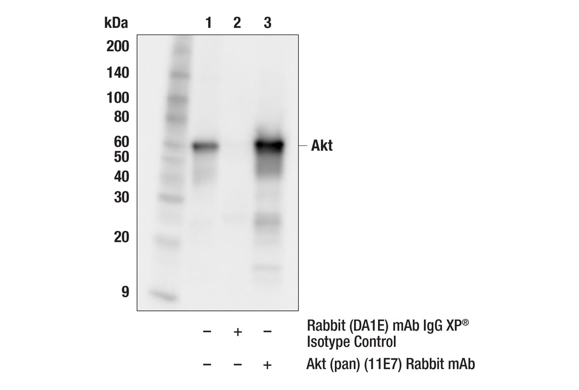 Immunoprecipitation Image 1: Akt (pan) (11E7) Rabbit Monoclonal Antibody