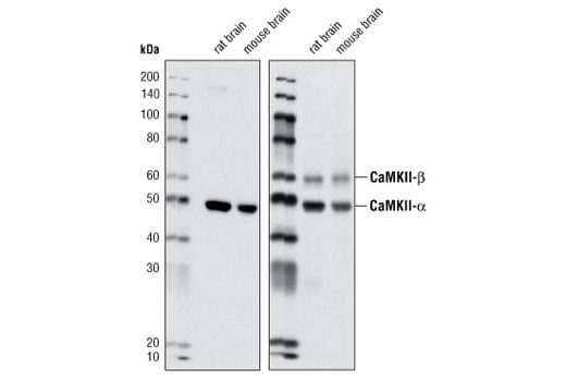 Western Blotting Image 2: CaMKII-alpha Antibody