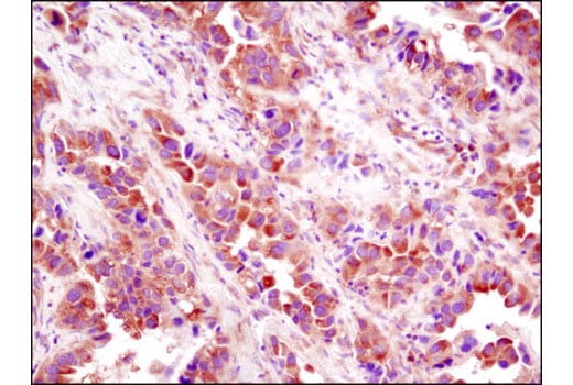 Immunohistochemistry Image 2: eIF4GI (D6A6) Rabbit Monoclonal Antibody
