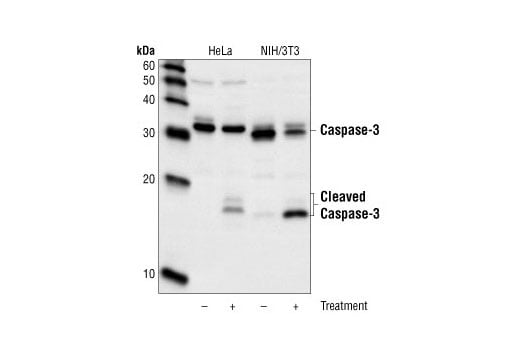 Western Blotting Image 3: Caspase-3 (8G10) Rabbit mAb