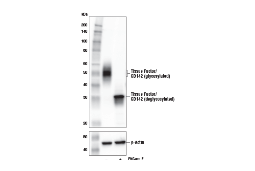 Western Blotting Image 2: Tissue Factor/CD142 (E2L3B) Rabbit Monoclonal Antibody