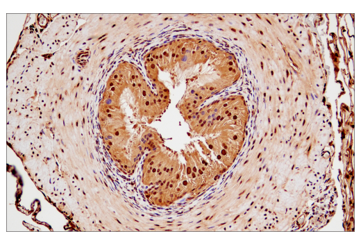 Immunohistochemistry Image 5: Ubiquitin (P37) Antibody