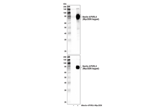 Western Blotting Image 2: Nectin-4/PVRL4 Antibody