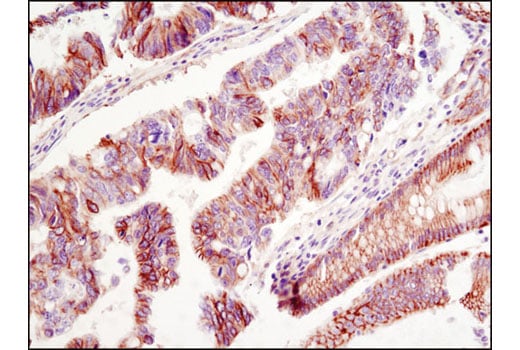 Immunohistochemistry Image 1: NDRG1 (D8G9) Rabbit Monoclonal Antibody (BSA and Azide Free)
