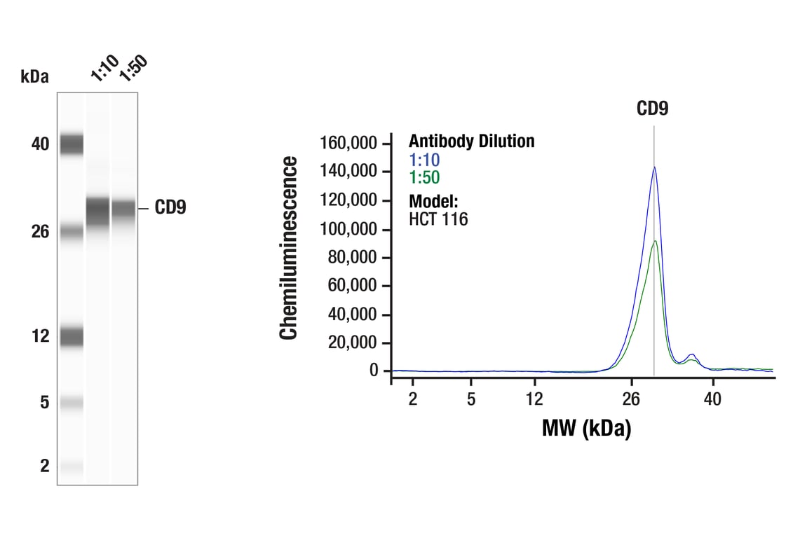 Western Blotting Image 1: CD9 (E3O1B) Rabbit Monoclonal Antibody