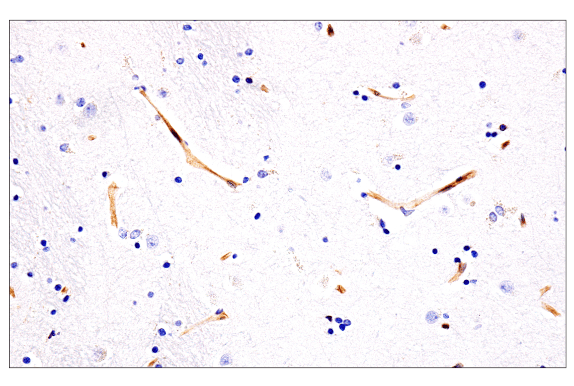 Immunohistochemistry Image 13: HLA-E (MEM-E/02) Mouse Monoclonal Antibody