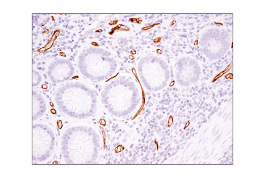 Immunohistochemistry Image 3: eNOS (D8A6N) Rabbit Monoclonal Antibody