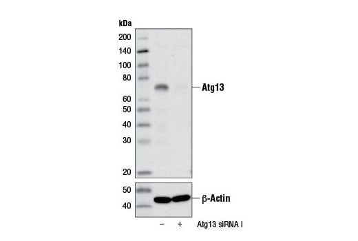 Western Blotting Image 3: Atg13 (E1Y9V) Rabbit Monoclonal Antibody (BSA and Azide Free)
