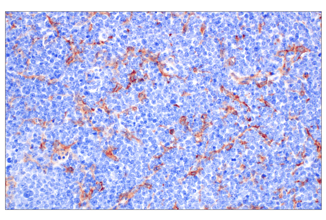 Immunohistochemistry Image 1: Dectin-1/ Clec7a (E3P5W) Rabbit Monoclonal Antibody (BSA and Azide Free)