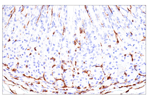 Immunohistochemistry Image 12: FcR gamma (E6Y1A) Rabbit Monoclonal Antibody