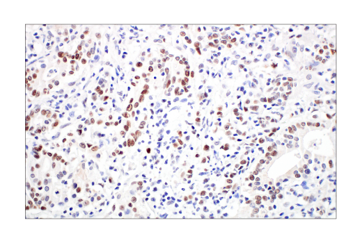 Immunohistochemistry Image 5: Rb (4H1) Mouse Monoclonal Antibody