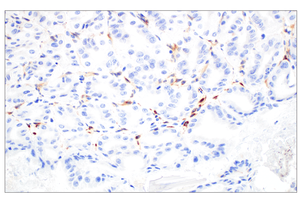 CD28 (D2Z4E) Rabbit mAb (BSA and Azide Free) | Cell