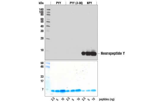 Western Blotting Image 3: Neuropeptide Y (D7Y5A) Rabbit Monoclonal Antibody (BSA and Azide Free)