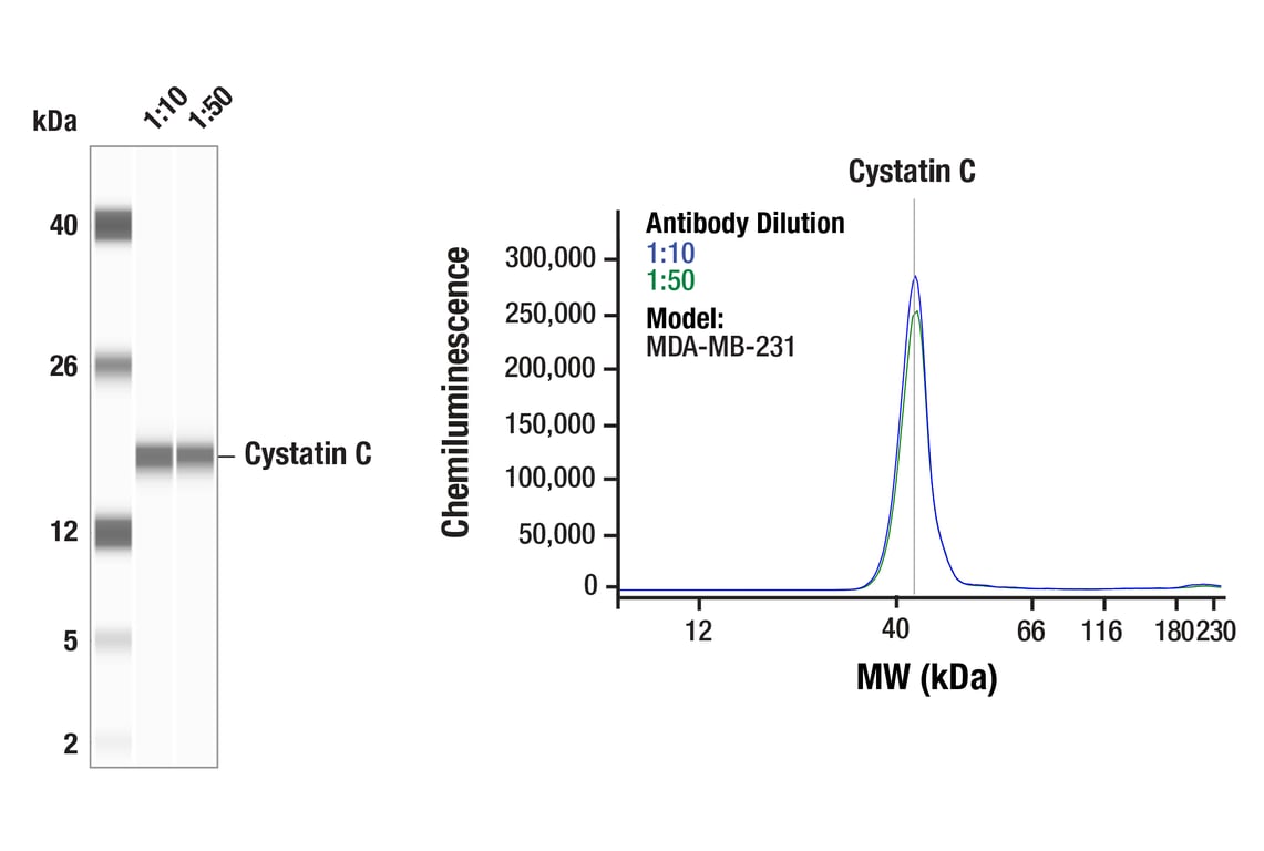 Western Blotting Image 1: Cystatin C (D6U3E) Rabbit Monoclonal Antibody