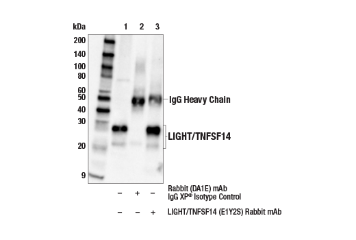 Immunoprecipitation Image 1: LIGHT/TNFSF14 (E1Y2S) Rabbit Monoclonal Antibody