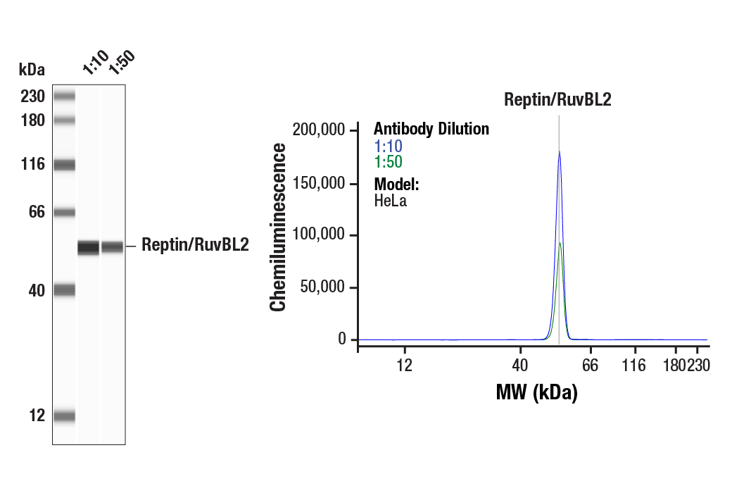 Western Blotting Image 1: Reptin/RuvBL2 (D8N3J) Rabbit Monoclonal Antibody