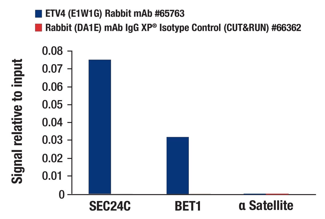 CUT & RUN Image 3: ETV4 (E1W1G) Rabbit Monoclonal Antibody