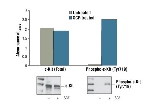 ELISA Image 1: PathScan<sup>®</sup> Phospho-c-Kit (Tyr719) Sandwich ELISA Kit