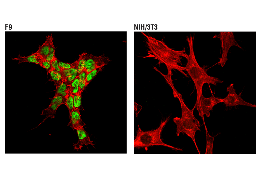 Immunofluorescence Image 1: TET2 (D6C7K) Rabbit Monoclonal Antibody