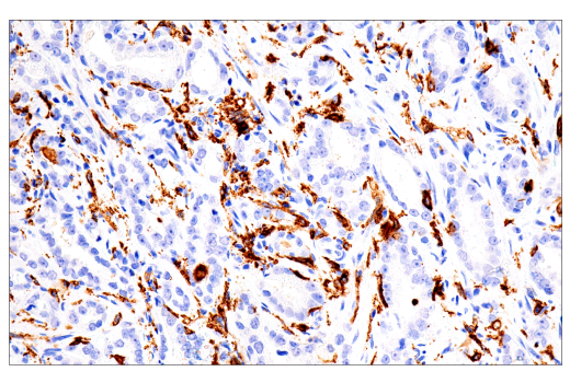 Immunohistochemistry Image 4: FcR gamma (E6Y1A) Rabbit Monoclonal Antibody (BSA and Azide Free)