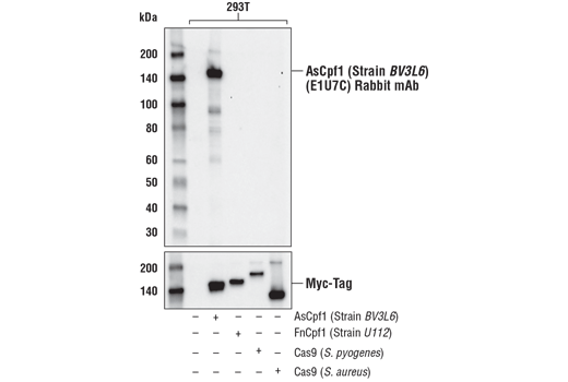 Western Blotting Image 1: AsCpf1/Cas12a (Strain <i>BV3L6</i>) (E1U7C) Rabbit mAb (BSA and Azide Free)
