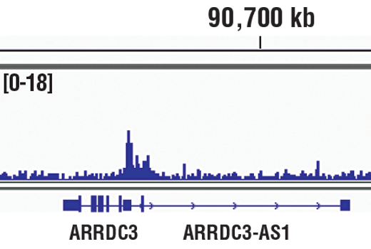 Anti HIF-1 Alpha Antibody (D1S7W) Rabbit mAb | Cell