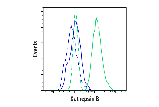 Flow Cytometry Image 1: Cathepsin B (D1C7Y) Rabbit Monoclonal Antibody