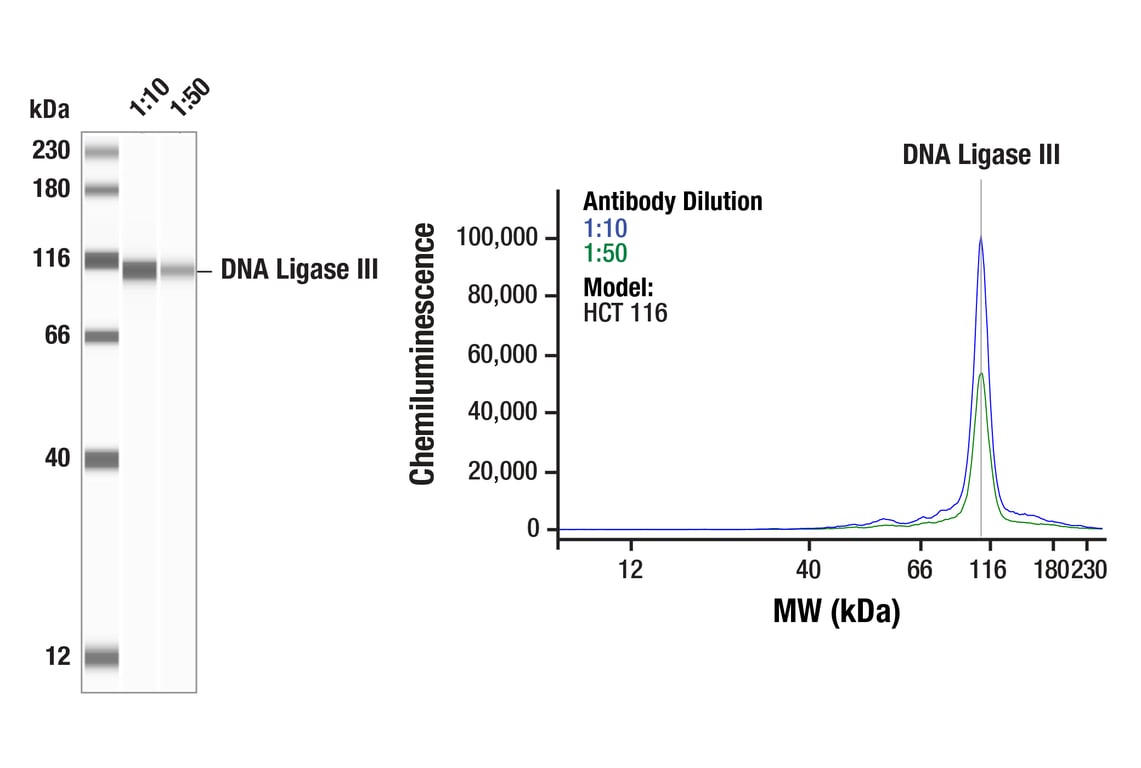 Western Blotting Image 1: DNA Ligase III (F2A1H) Rabbit Monoclonal Antibody