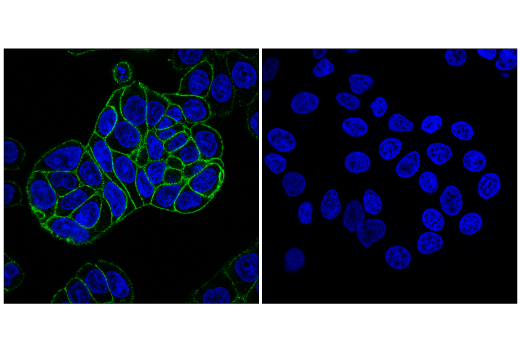 Immunofluorescence Image 1: Integrin alpha1/CD49a (E5D6Q) Rabbit Monoclonal Antibody