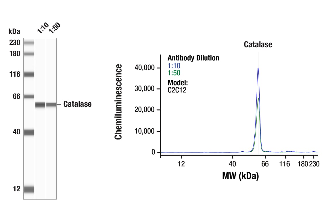 Western Blotting Image 1: Catalase (D5N7V) Rabbit Monoclonal Antibody