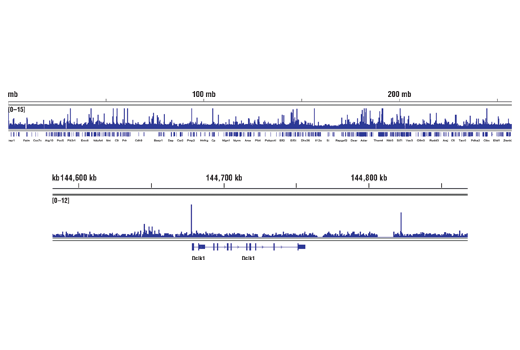 Chromatin Immunoprecipitation Image 2: c-Jun (60A8) Rabbit Monoclonal Antibody