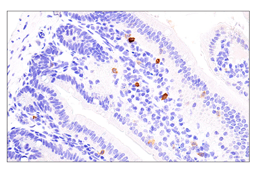 NK1.1/CD161 (E6Y9G) Rabbit mAb (BSA and Azide Free) | Cell