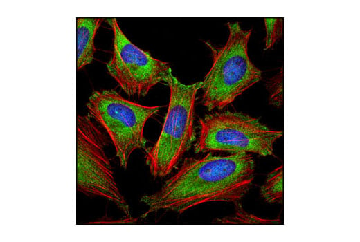 Immunofluorescence Image 1: eIF3A (D51F4) XP<sup>®</sup> Rabbit mAb