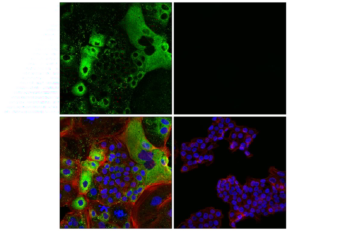 Immunofluorescence Image 1: COL4A1 (E5M6R) Rabbit Monoclonal Antibody