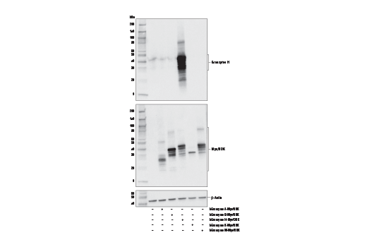 Western Blotting Image 2: Granzyme H (E4T2E) Rabbit Monoclonal Antibody