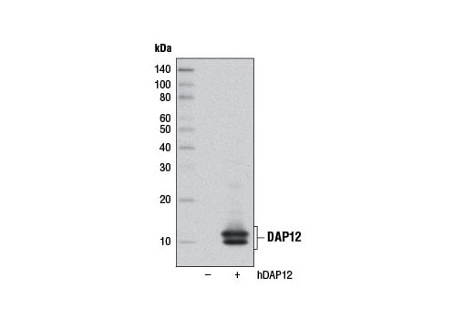 Western Blotting Image 2: DAP12 (D7G1X) Rabbit Monoclonal Antibody (Biotinylated)