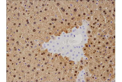 undefined Image 42: Mouse Reactive M1 vs M2 Macrophage IHC Antibody Sampler Kit