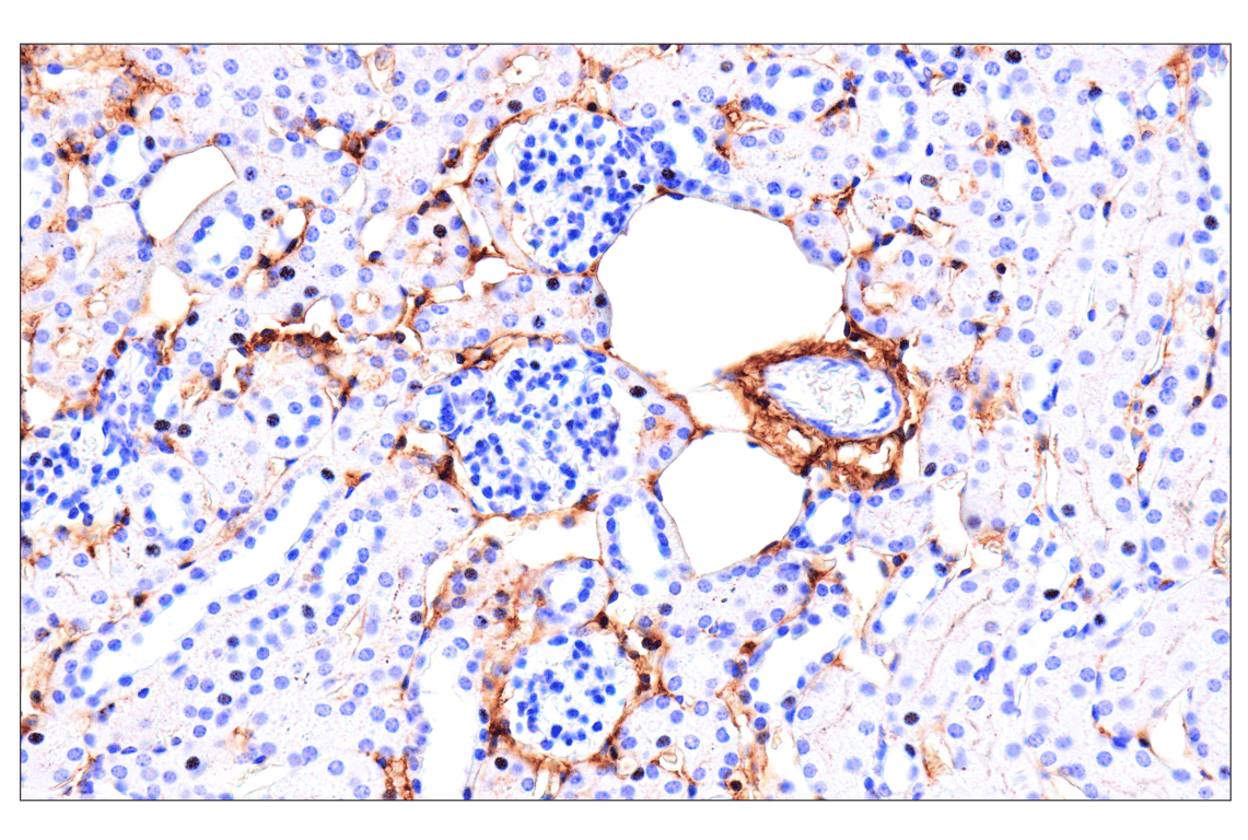 Immunohistochemistry Image 2: DPEP-1/MDP (E5H7T) Rabbit Monoclonal Antibody