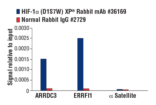 Chromatin Immunoprecipitation Image 3: HIF-1 alpha (D1S7W) Rabbit Monoclonal Antibody